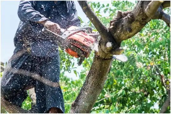 tree services Westmont